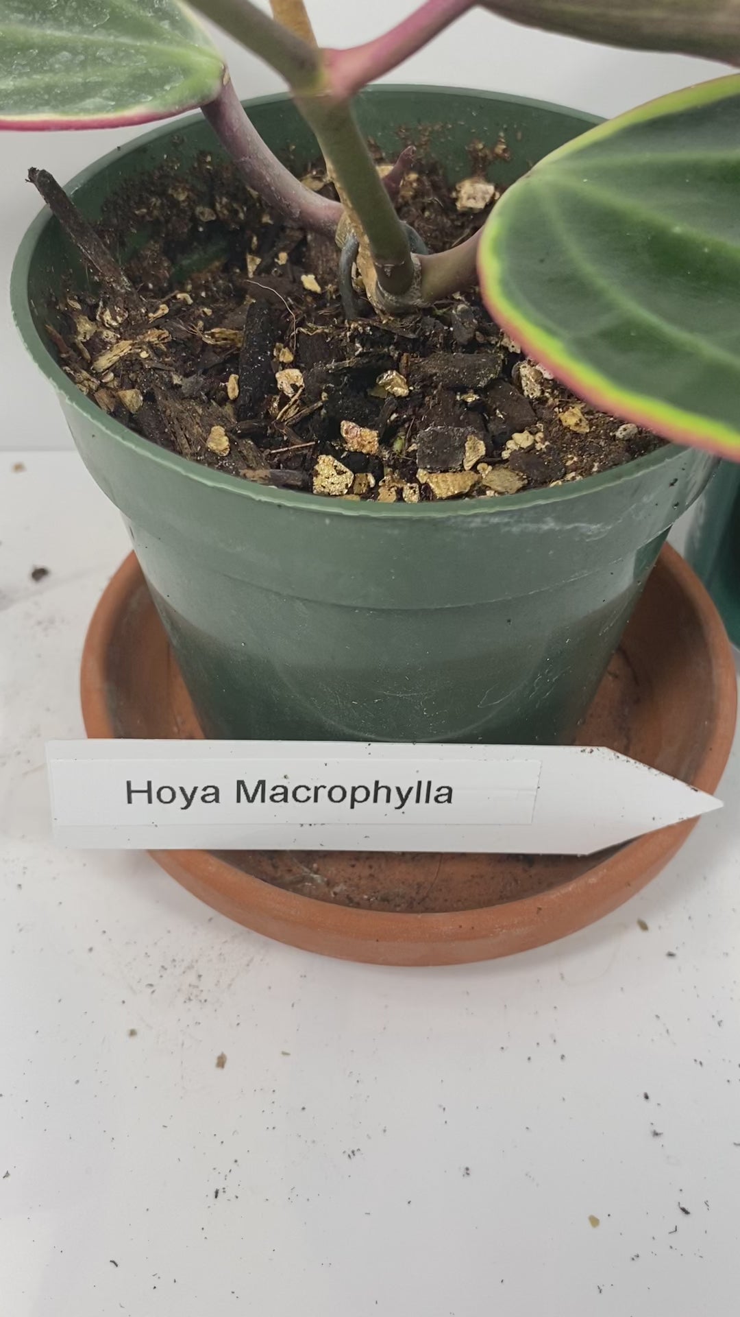 The Hoya Macrophylla 'Variegata' is a stunning plant, loved for its large, glossy leaves with creamy-yellow variegation and soft pink accents. In the right conditions, this slow-growing climber or trailing beauty rewards with fragrant, star-shaped white flowers tinged with pink, making it a treasure for Hoya lovers.