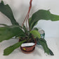 Platycerium Bifurcatum paired with a complimentary deluxe hanging pot—a rare find. For optimal care, provide bright, indirect light, warm temperatures, moderate humidity, and good air circulation. These tropical ferns absorb water through both their fronds and roots, so be sure to thoroughly soak the basal fronds and growing medium. Use a well-draining soil mix rich in organic materials like coco coir, peat moss, or shredded leaves, avoiding moisture-retentive crystals to prevent root rot.