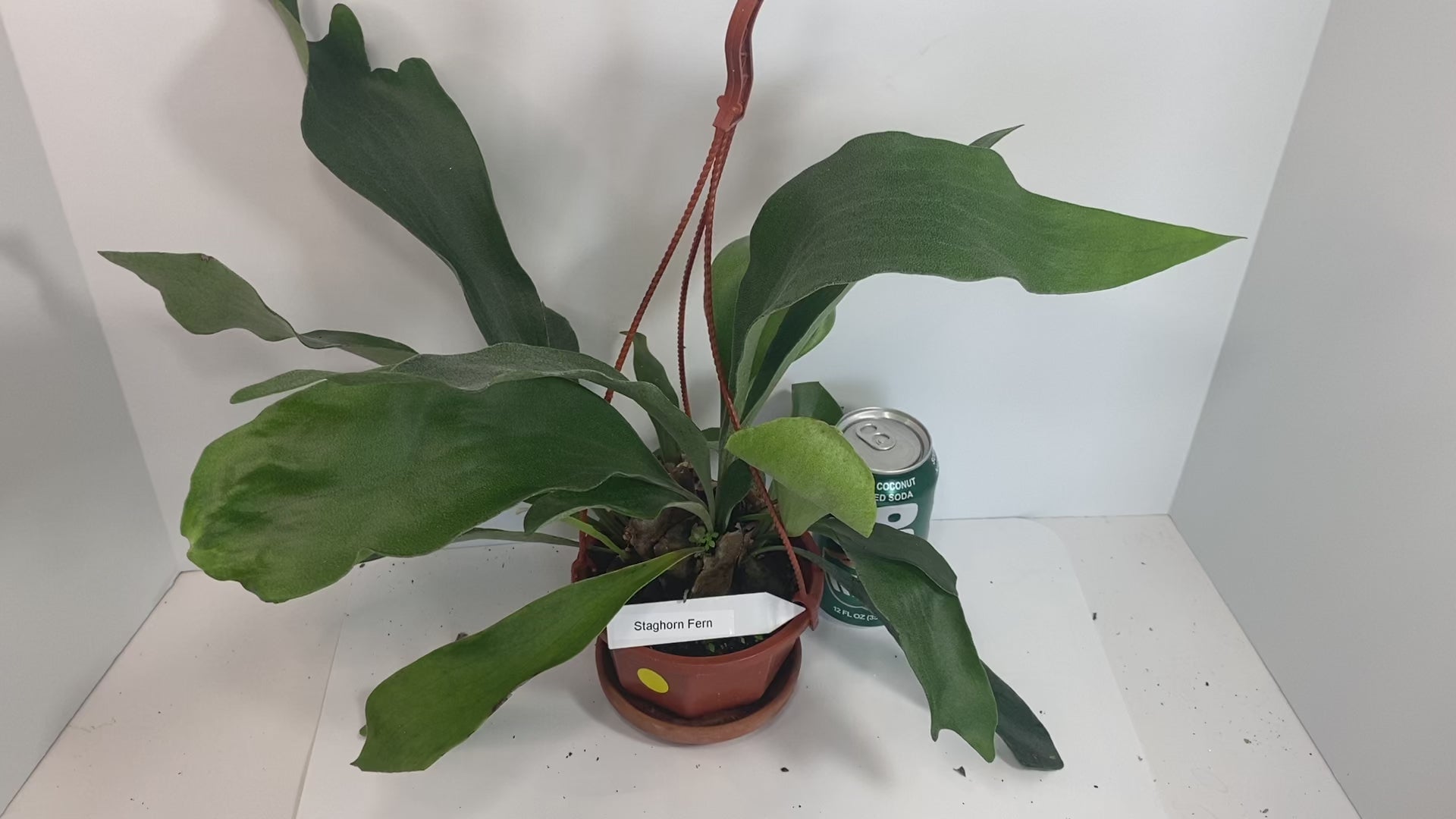 Platycerium Bifurcatum paired with a complimentary deluxe hanging pot—a rare find. For optimal care, provide bright, indirect light, warm temperatures, moderate humidity, and good air circulation. These tropical ferns absorb water through both their fronds and roots, so be sure to thoroughly soak the basal fronds and growing medium. Use a well-draining soil mix rich in organic materials like coco coir, peat moss, or shredded leaves, avoiding moisture-retentive crystals to prevent root rot.