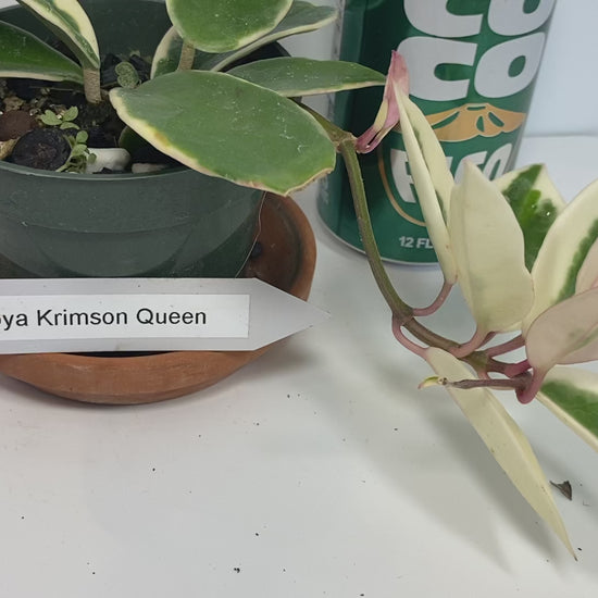 Hoya Carnosa 'Krimson Queen' is prized for its striking, glossy leaves and charming, fragrant flowers, making it an excellent, low-maintenance choice for any indoor plant enthusiast. For optimal growth, provide bright, indirect light and water regularly during active growth.