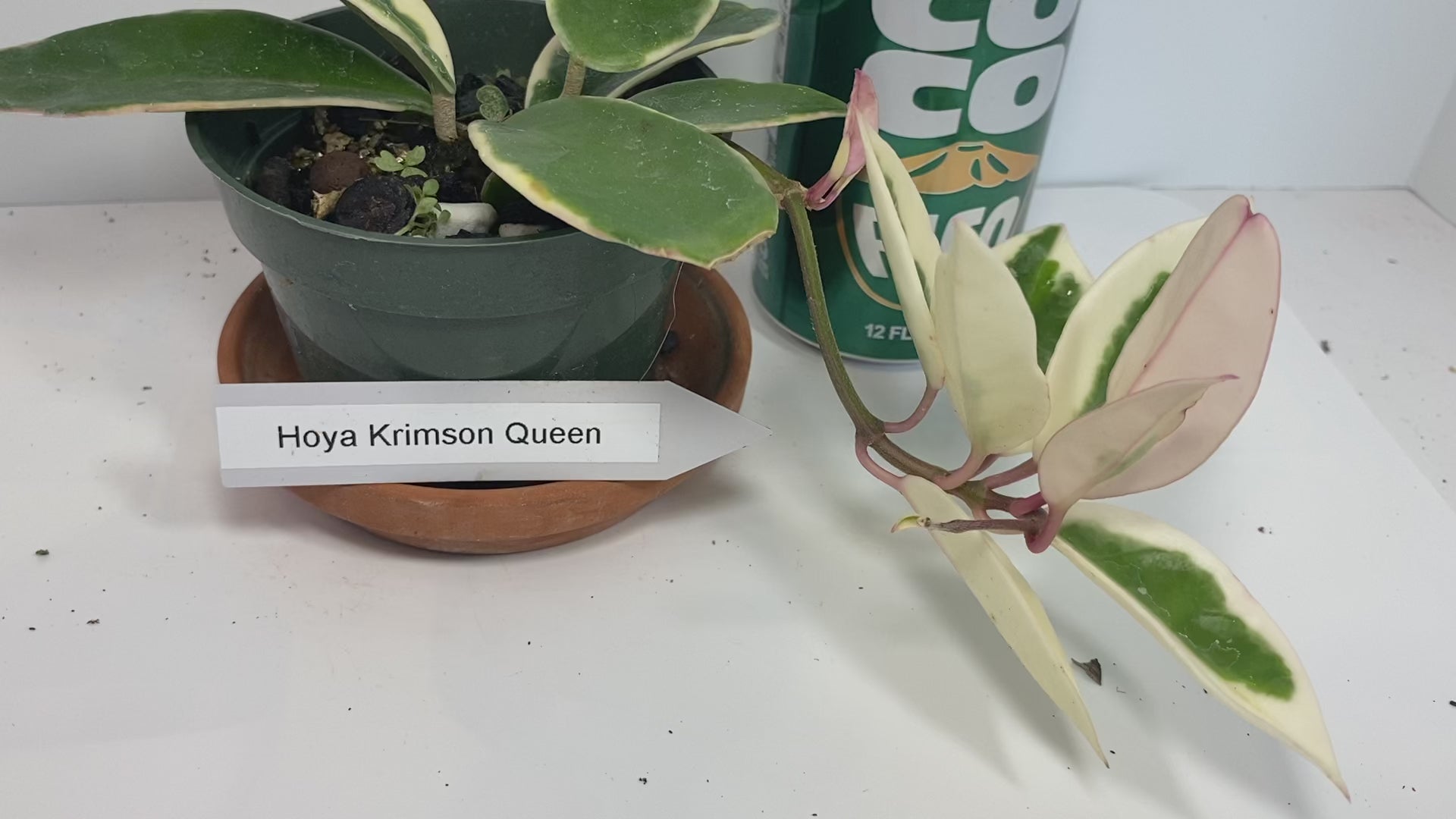 Hoya Carnosa 'Krimson Queen' is prized for its striking, glossy leaves and charming, fragrant flowers, making it an excellent, low-maintenance choice for any indoor plant enthusiast. For optimal growth, provide bright, indirect light and water regularly during active growth.