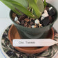 Compact Oncidium Twinkle Orchid Fragrance Fantasy I not in bloom | 20% OFF