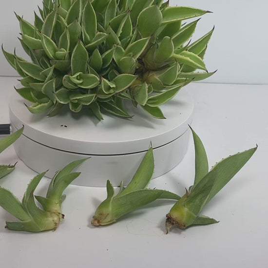 Agave Pup clusters with...a lot of Agave pups. Perfect HOT summer plant. Agave's are long life plants and very easy to care for.&nbsp;