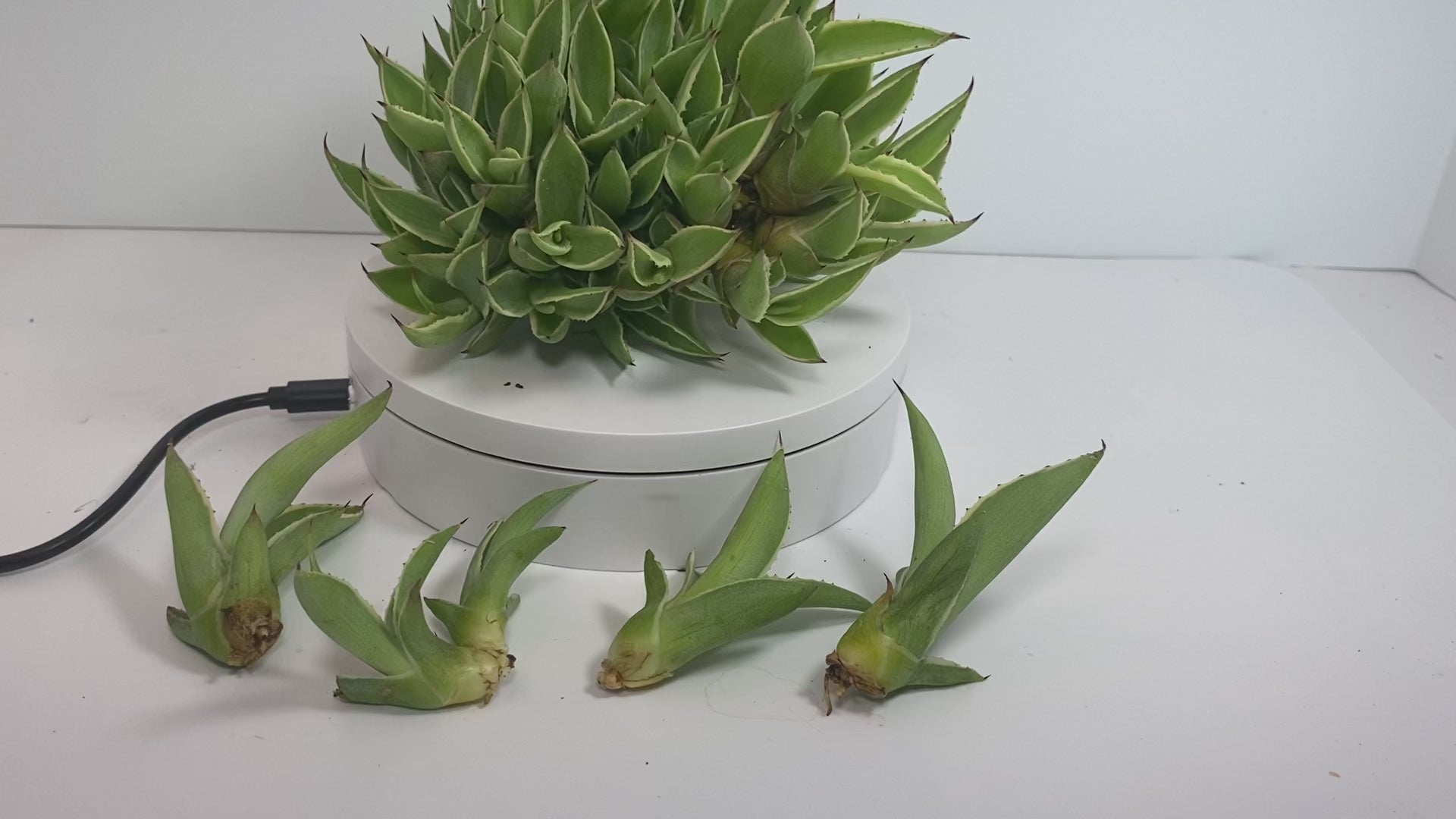 Agave Pup clusters with...a lot of Agave pups. Perfect HOT summer plant. Agave's are long life plants and very easy to care for.&nbsp;