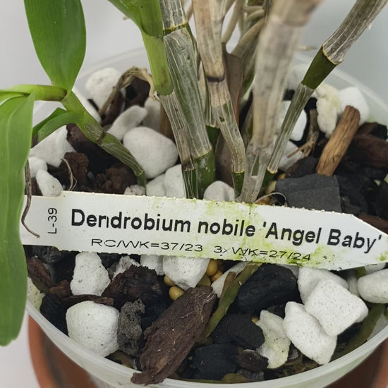 Compact Dendrobium Nobile Angel Baby Orchid established and potted - not in bloom. The flowers of this variety are white with a yellow throat. Buds form at the joints of the canes in clusters that produce sweetly fragrant flowers.