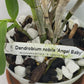 Compact Dendrobium Nobile Angel Baby Orchid established and potted - not in bloom. The flowers of this variety are white with a yellow throat. Buds form at the joints of the canes in clusters that produce sweetly fragrant flowers.