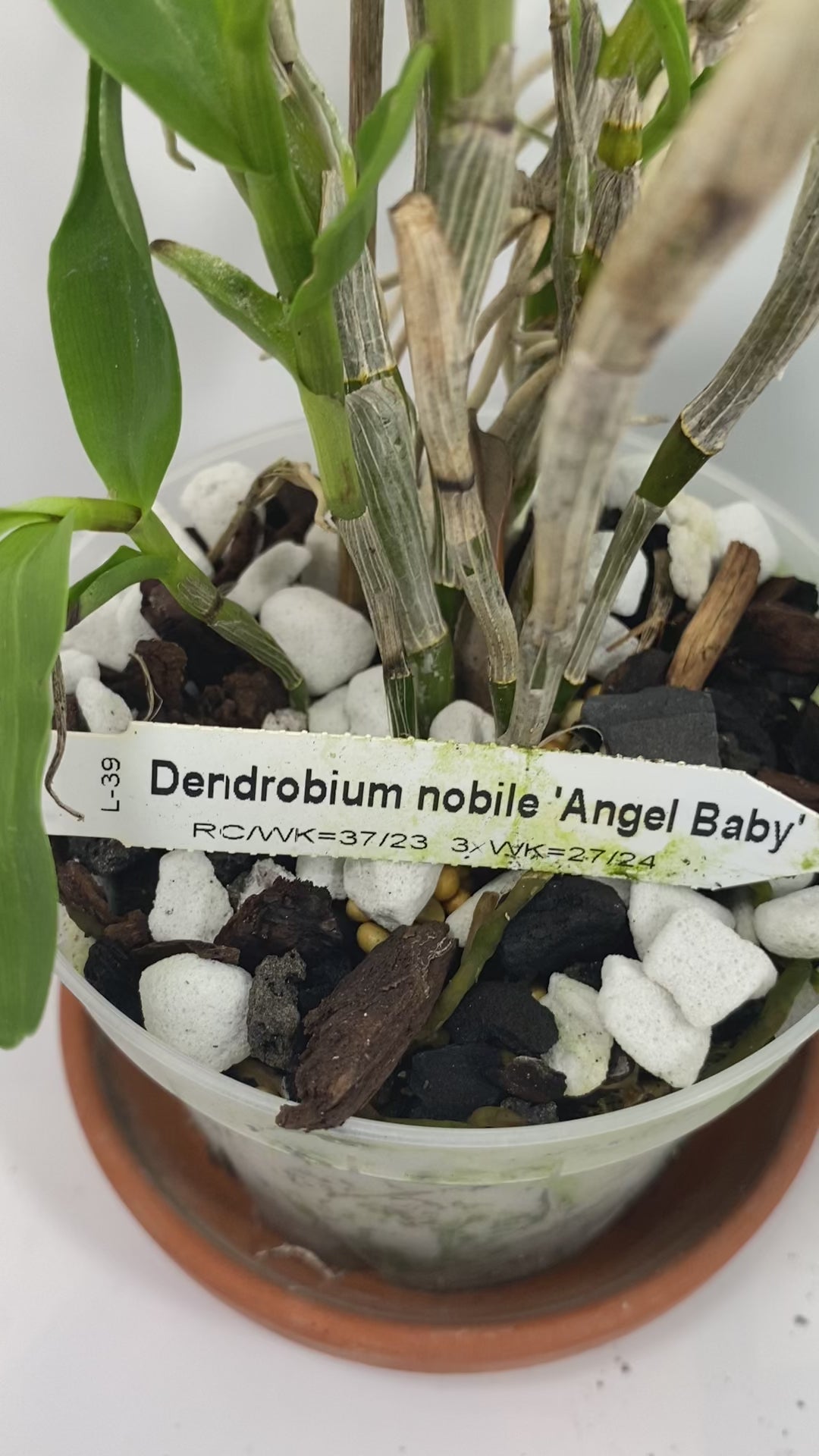 Compact Dendrobium Nobile Angel Baby Orchid established and potted - not in bloom. The flowers of this variety are white with a yellow throat. Buds form at the joints of the canes in clusters that produce sweetly fragrant flowers.