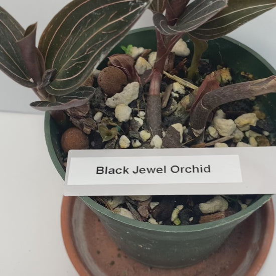 This plant has dark, burgundy-green leaves with delicate, shining stripes that add a touch of elegance to any space. With proper care, clusters of white flowers can bloom. It is grown in very limited supply, making it a rare and highly sought-after plant.