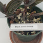 This plant has dark, burgundy-green leaves with delicate, shining stripes that add a touch of elegance to any space. With proper care, clusters of white flowers can bloom. It is grown in very limited supply, making it a rare and highly sought-after plant.