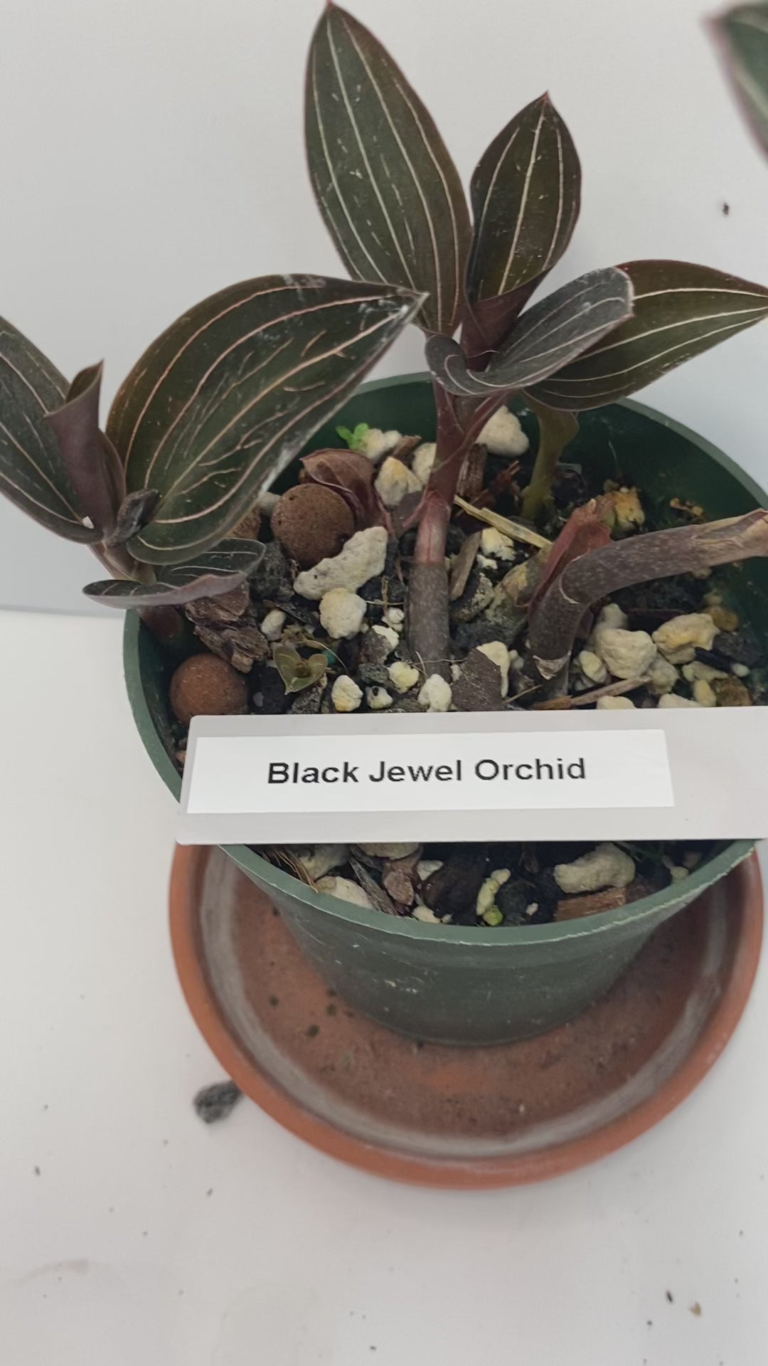 This plant has dark, burgundy-green leaves with delicate, shining stripes that add a touch of elegance to any space. With proper care, clusters of white flowers can bloom. It is grown in very limited supply, making it a rare and highly sought-after plant.