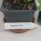 Helecho cuerno de ciervo en una maceta de 4 pulgadas, listo para colocar. ¡Incluso tiene un nombre elegante... Platycerium Bifurcatum! ¡Es muy divertido cultivarlo!