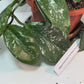 Hoya Carnosa Freckled Splash Silver Splash Wax Vine With Free Hanging Pot Twenty Percent Off