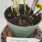 Dendrobium Nobile Orchid White potted I Subtle fragrance I Only one I Not in bloom