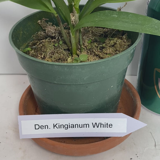 Compact Dendrobium KIngianum 'White' Orchid 