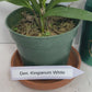 Compact Dendrobium KIngianum 'White' Orchid 