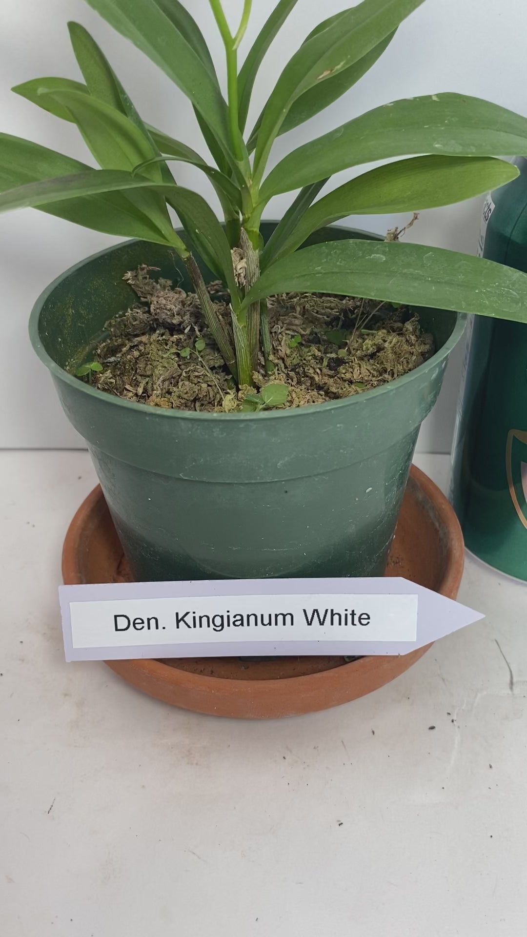 Compact Dendrobium KIngianum 'White' Orchid 