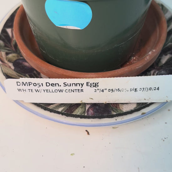 Dendrobium Sunny Egg Orchid