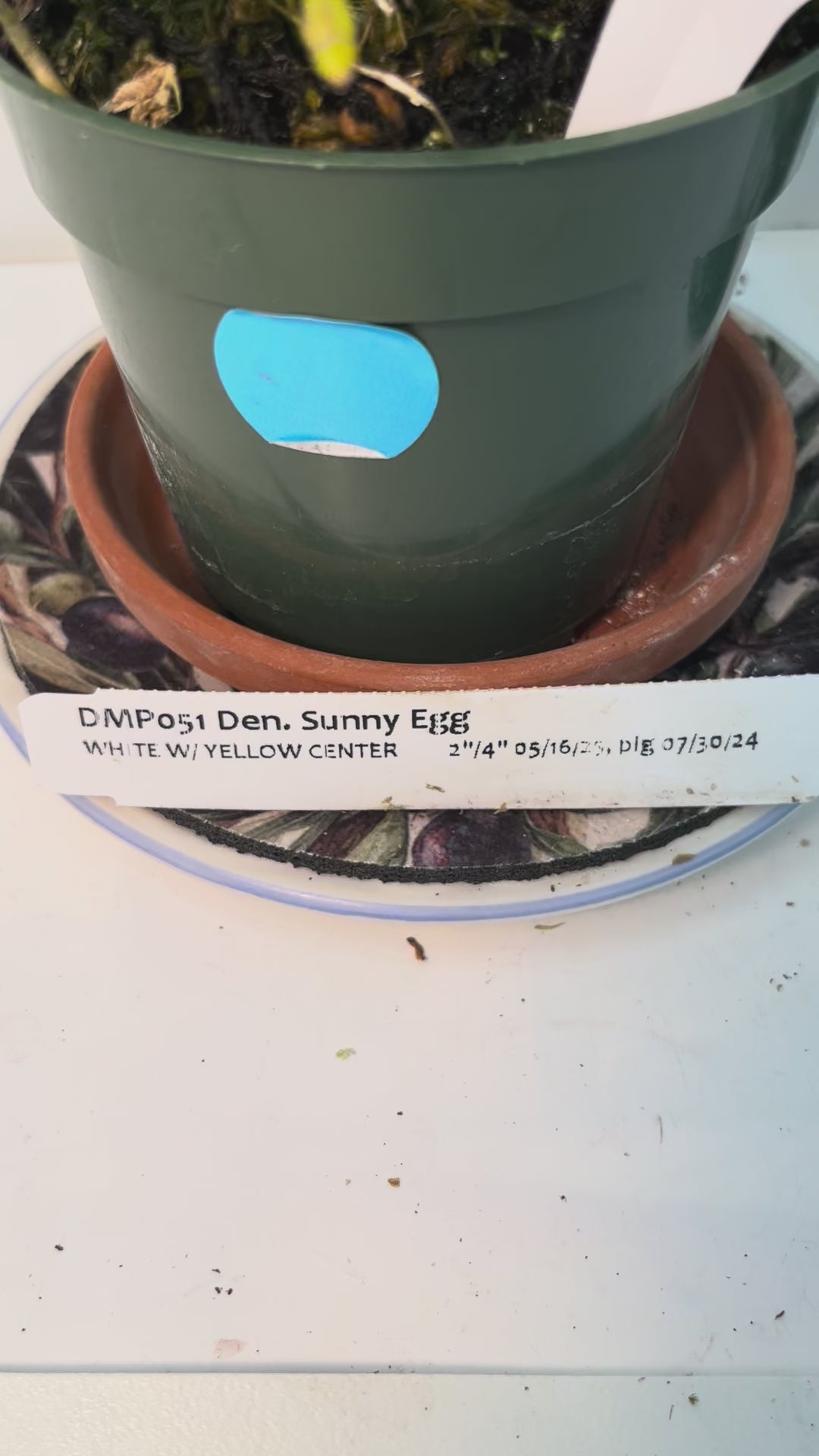 Dendrobium Sunny Egg Orchid