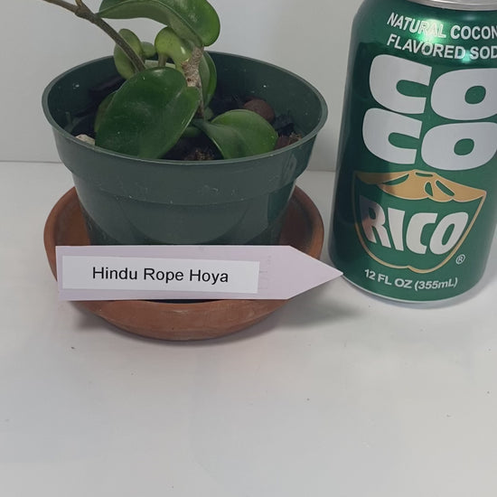 Hindu Rope Plant