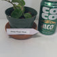 Hindu Rope Plant