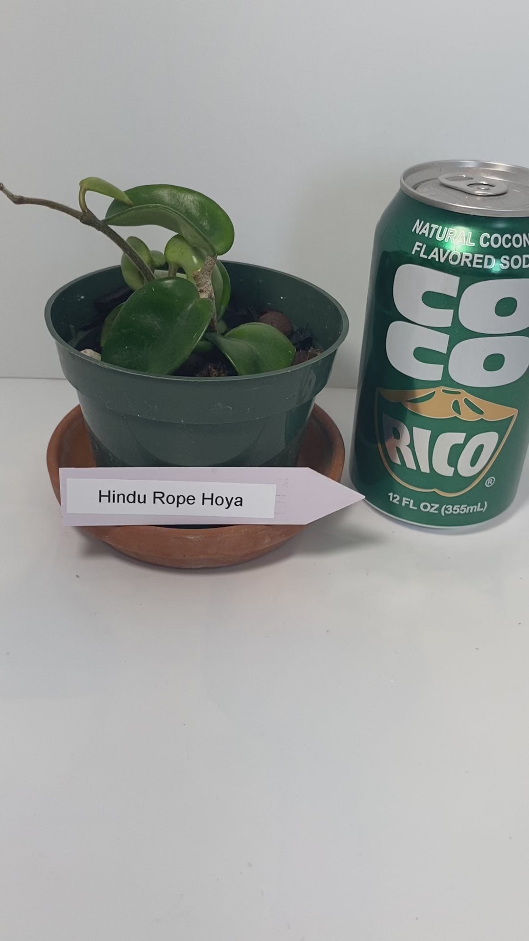 Hindu Rope Plant