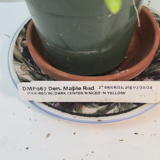 Dendrobium Maple Red Orchid Live Plant I Rare Hybrid Orchid 