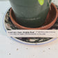 Dendrobium Maple Red Orchid Live Plant I Rare Hybrid Orchid 