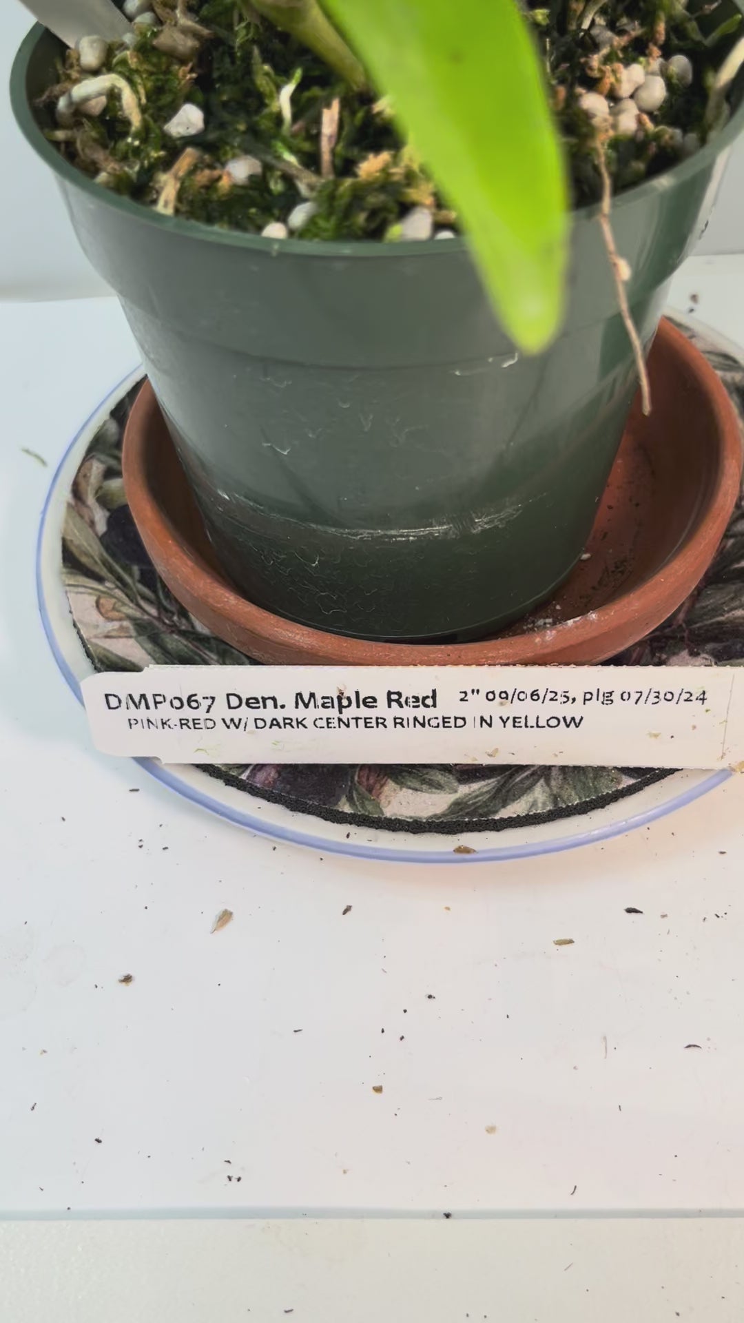 Dendrobium Maple Red Orchid Live Plant I Rare Hybrid Orchid 