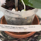 Dendrobium Nobile Tdares Angel Emperor Orchid – plant photo 10