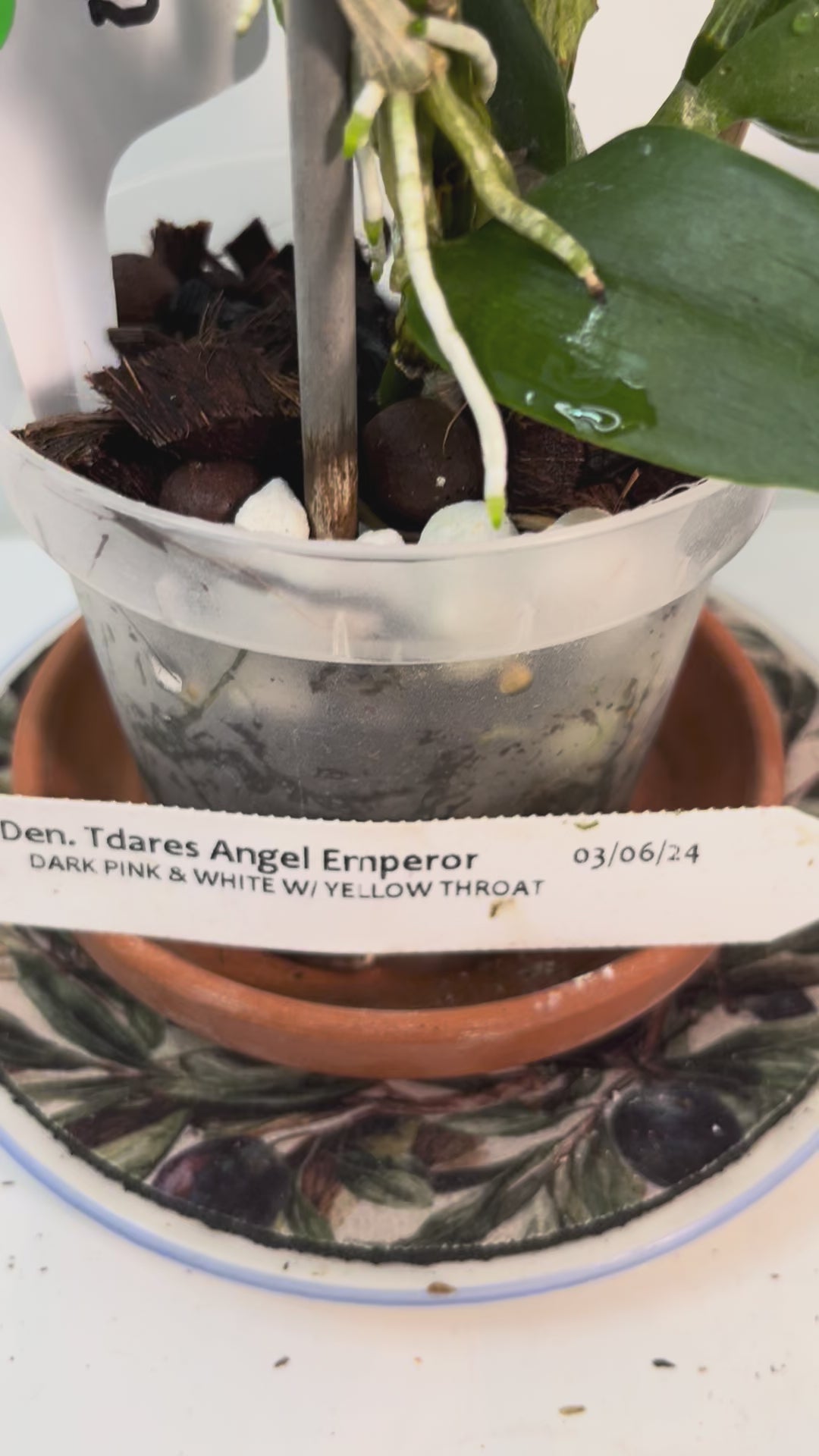 Dendrobium Nobile Tdares Angel Emperor Orchid – plant photo 10