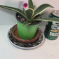 Variegated Century Agave Plant potted I Drought Tolerant Succulent I Only one