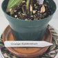 Orange Epidendrum Orchid Plant I Starter Plant I Only one