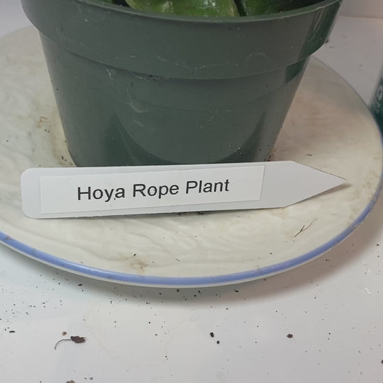 Hindu Rope Hoya potted and established. Clusters of light-pink flowers with a delicious mocha-scent.