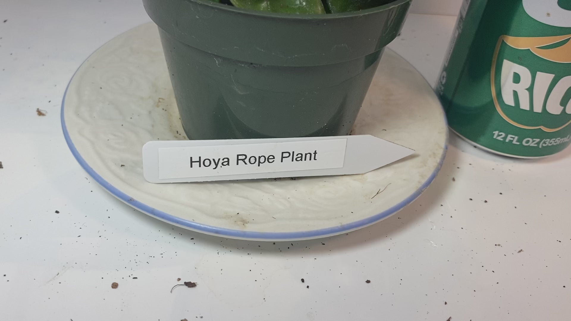 Hindu Rope Hoya potted and established. Clusters of light-pink flowers with a delicious mocha-scent.