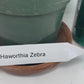 Discover the charming Haworthia Fasciata Zebra Plant potted, a beautiful compact succulent that adds a touch of nature’s artistry to any space. Known for its striking appearance, this plant features thick, dark green leaves adorned with white bumpy tubercles, creating the iconic "Zebra" look that makes it a standout among houseplants.