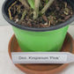 Compact Dendrobium KIngianum 'Pink' Orchid NBS potted - not in bloom! Fragrant and long-lasting blooms!