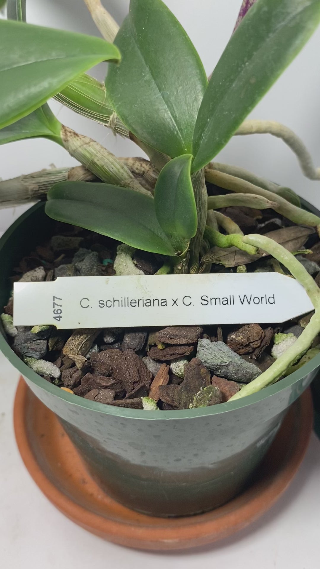 Cattleya Schilleriana X C. Small World Hybrid Orchid