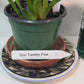 Compact Oncidium Twinkle Pink Orchid potted and established I not in bloom