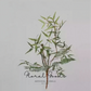 Airy Fern Branch