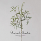 Airy Fern Branch