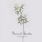 Airy Fern Branch