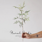 Airy Fern Branch
