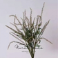 Airy Grass Spray (Ornamental Grass) – 37"