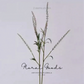 Airy Grass Spray (Ornamental Grass) – 37"