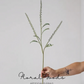Airy Grass Spray (Ornamental Grass) – 37"