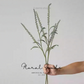 Airy Grass Spray (Ornamental Grass) – 37"