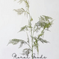 Airy Asparagus Fern Branch