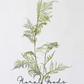 Airy Asparagus Fern Branch