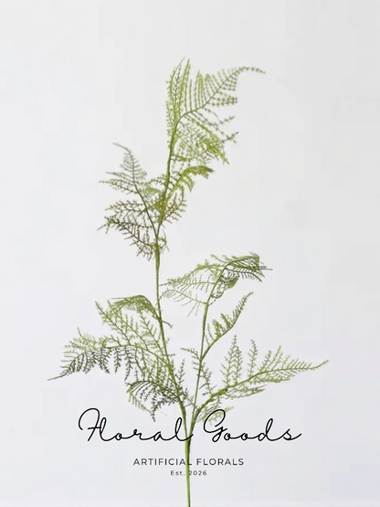 Airy Asparagus Fern Branch