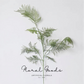 Airy Asparagus Fern Branch